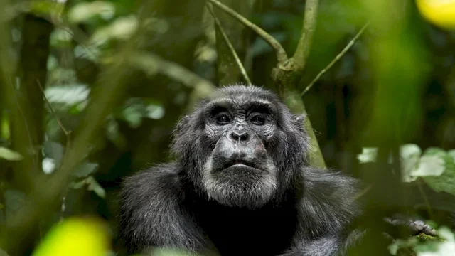 Photo du film : Chimpanzés