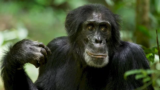 Photo du film : Chimpanzés
