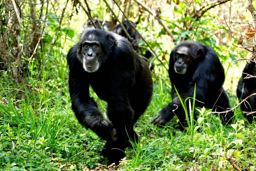 Photo 26 du film : Chimpanzés