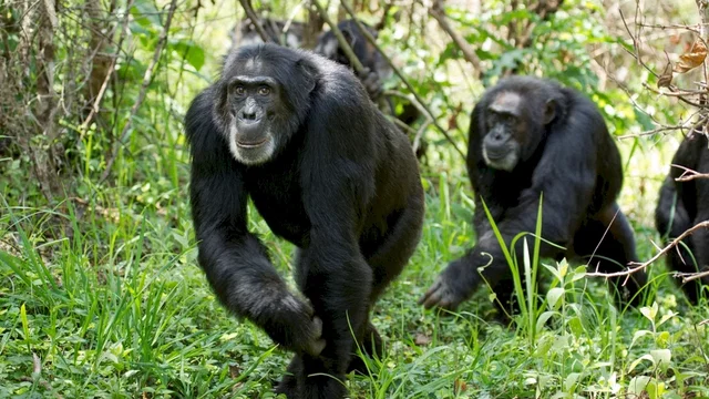 Photo du film : Chimpanzés
