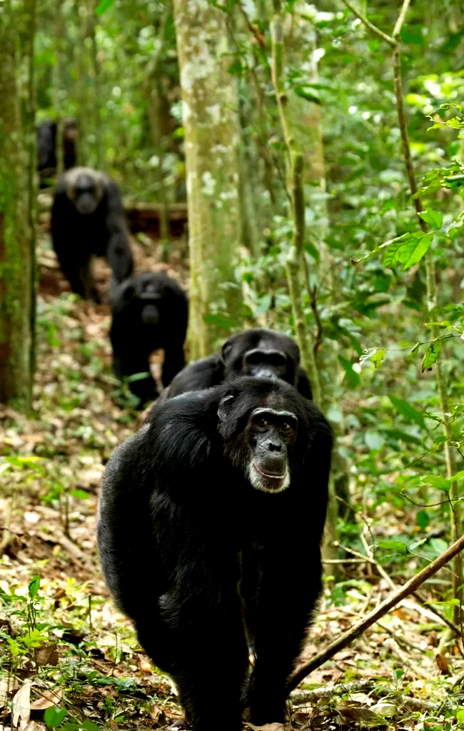 Photo 27 du film : Chimpanzés