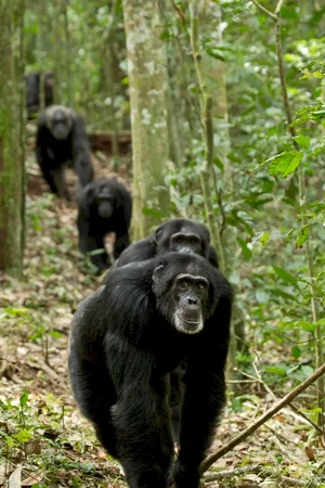 Photo du film : Chimpanzés