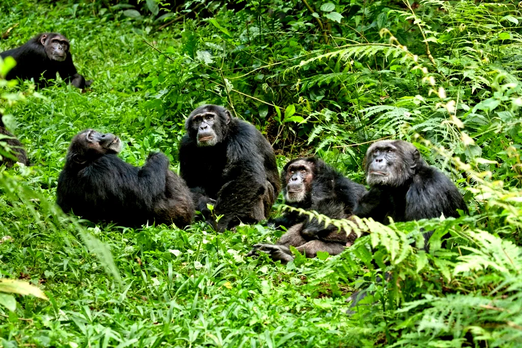 Photo 28 du film : Chimpanzés