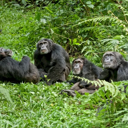 Miniature photo du film : Chimpanzés