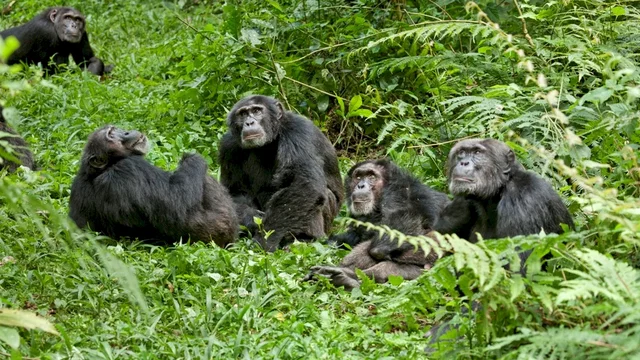 Photo du film : Chimpanzés