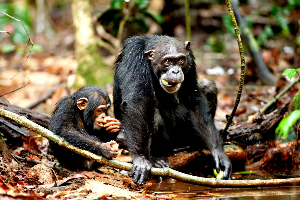 Photo 30 du film : Chimpanzés