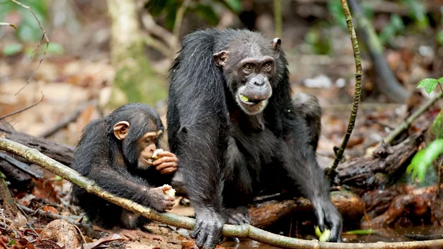 Photo du film : Chimpanzés