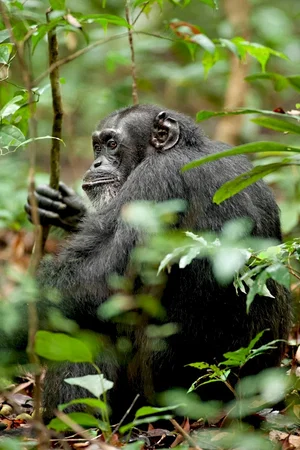 Photo du film : Chimpanzés