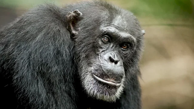 Photo du film : Chimpanzés