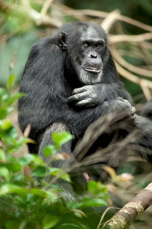 Photo du film : Chimpanzés