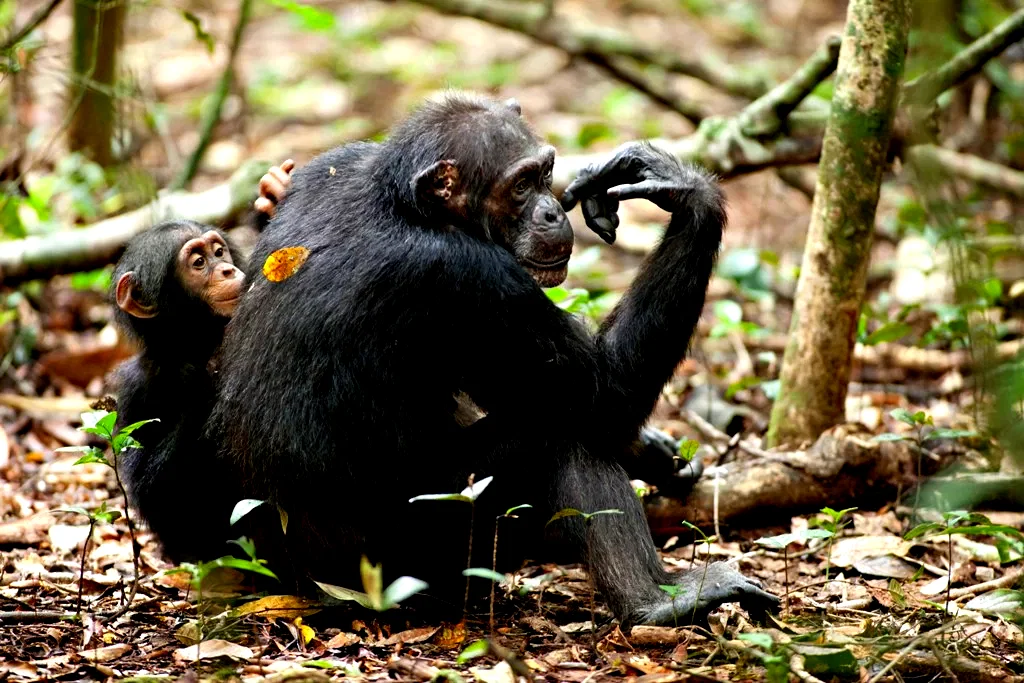 Photo 35 du film : Chimpanzés