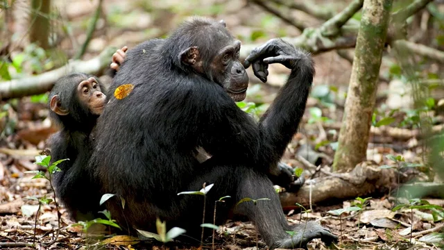 Photo du film : Chimpanzés
