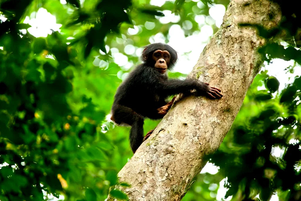 Photo 36 du film : Chimpanzés