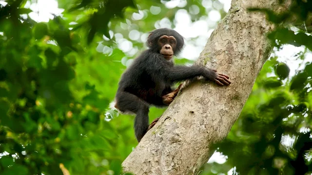Photo du film : Chimpanzés