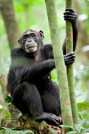 Photo du film : Chimpanzés