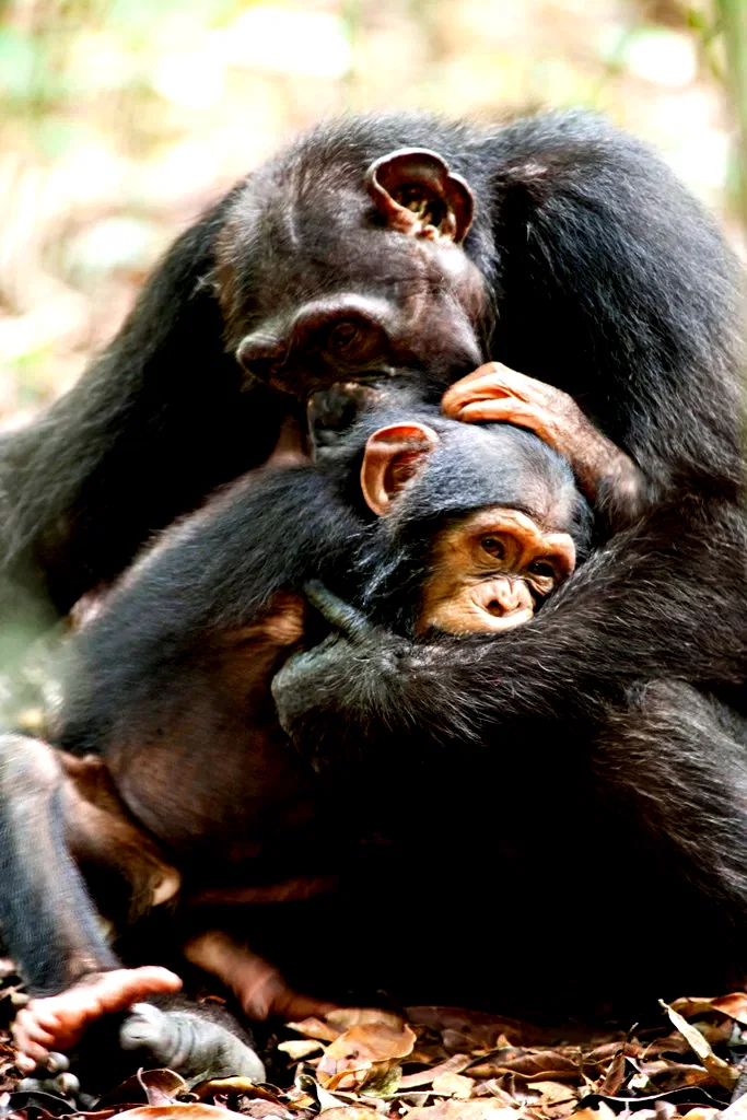 Photo 38 du film : Chimpanzés