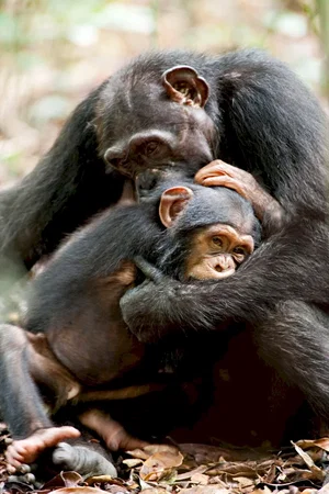 Photo du film : Chimpanzés