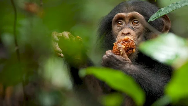 Photo du film : Chimpanzés