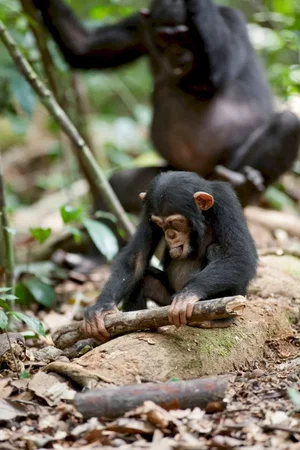 Photo du film : Chimpanzés