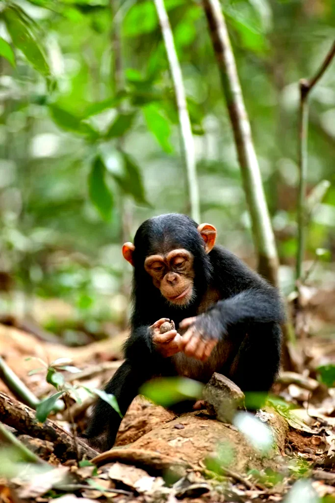 Photo 41 du film : Chimpanzés