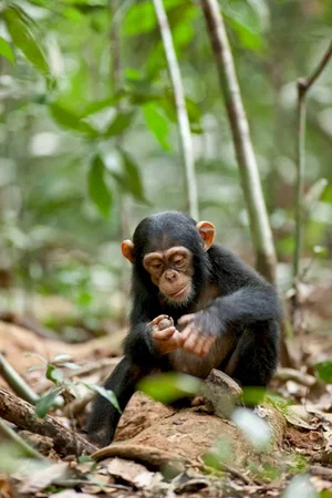 Photo du film : Chimpanzés