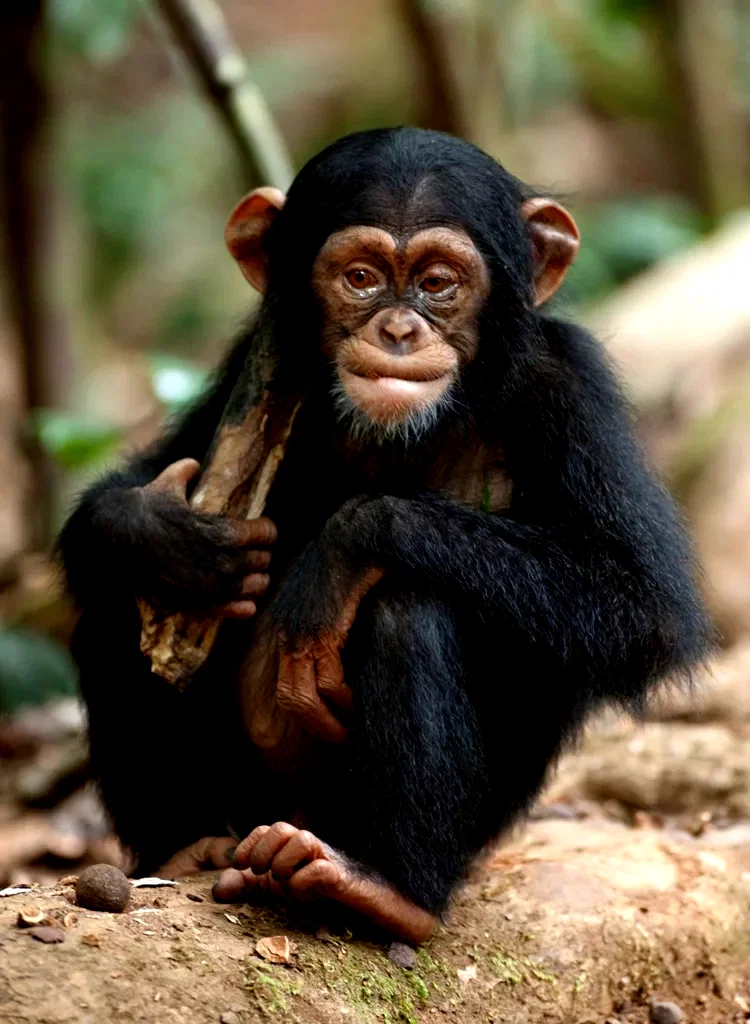 Photo 42 du film : Chimpanzés