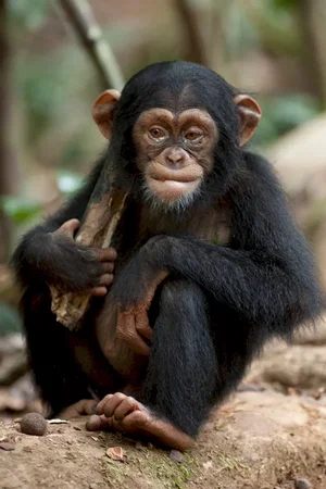Photo du film : Chimpanzés