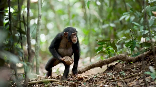Photo du film : Chimpanzés