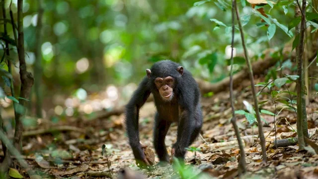 Photo du film : Chimpanzés