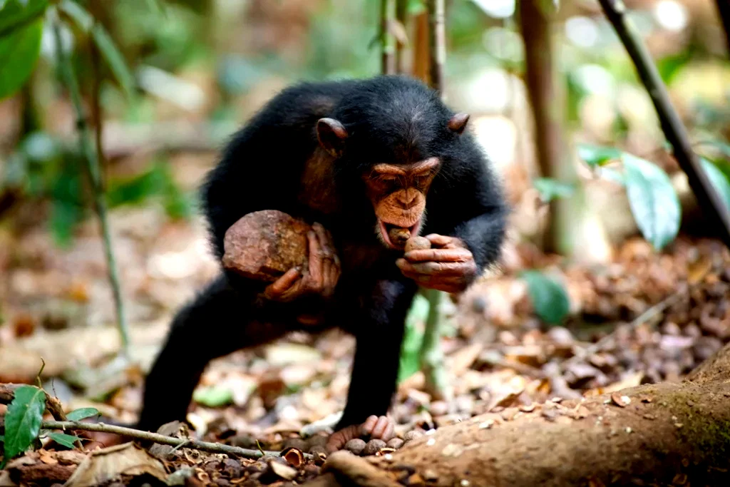Photo 45 du film : Chimpanzés