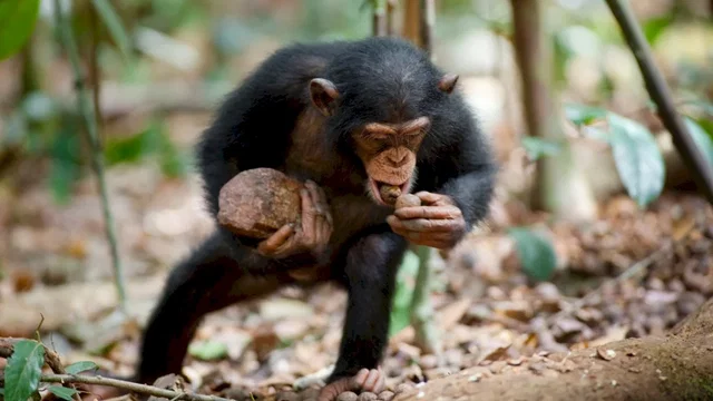 Photo du film : Chimpanzés