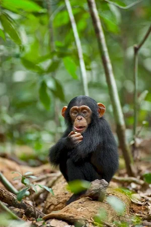Photo du film : Chimpanzés