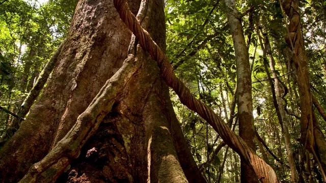 Photo du film : Chimpanzés