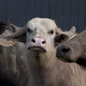 Photo du film : Bestiaires