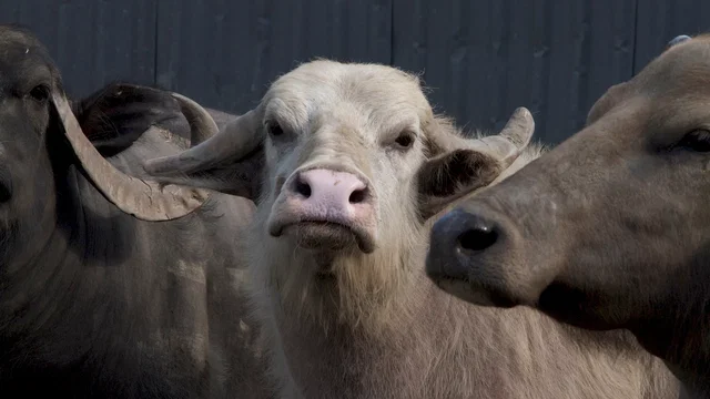 Photo 2 du film : Bestiaires