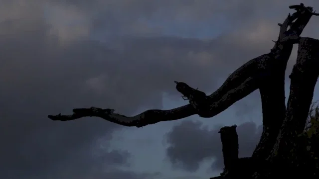 Photo du film : Dreamers