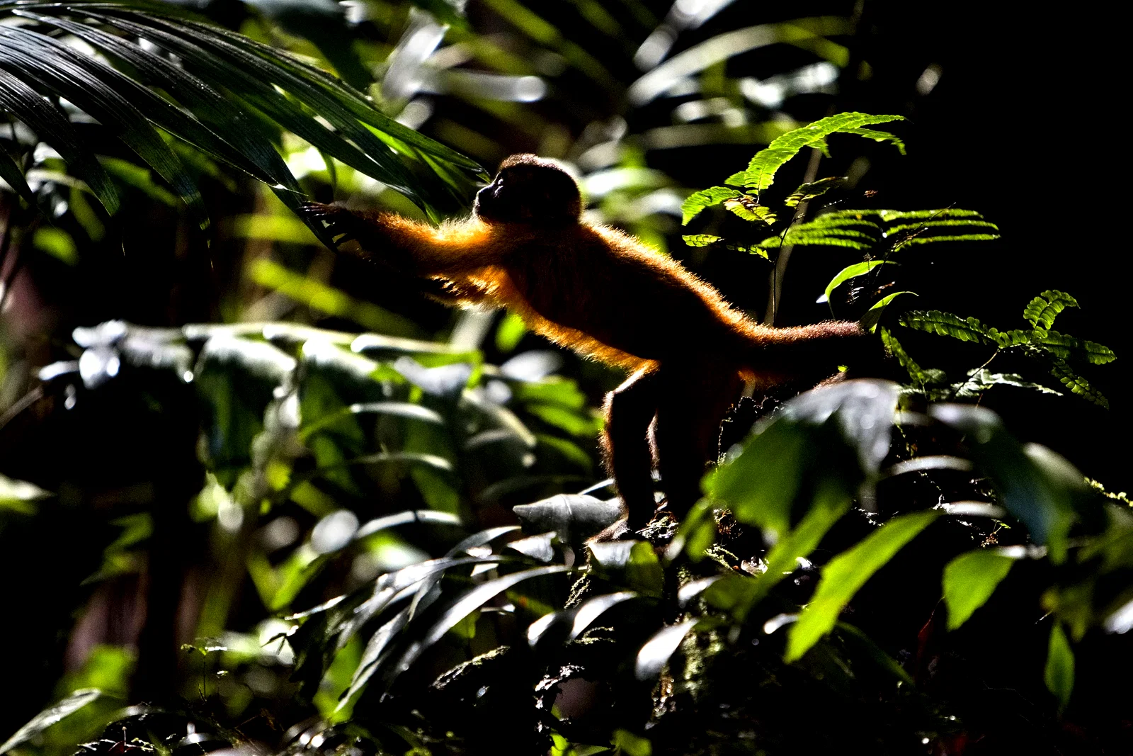 Photo 2 du film : Amazonia
