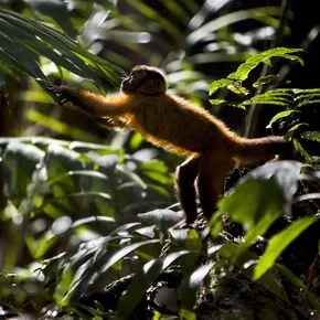 Photo du film : Amazonia