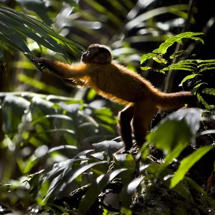 Miniature photo du film : Amazonia