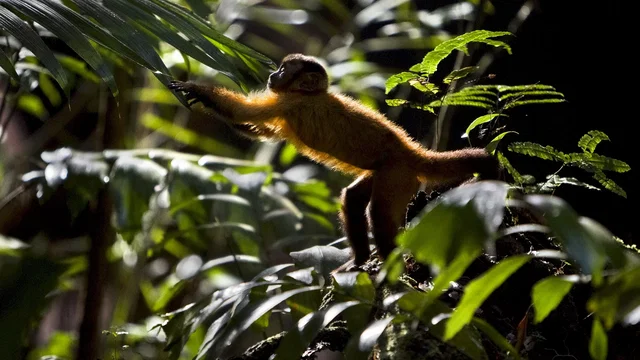 Photo 2 du film : Amazonia