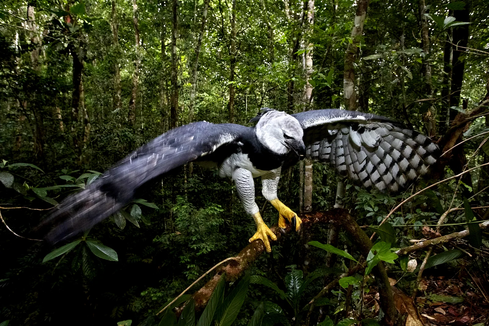 Photo 3 du film : Amazonia