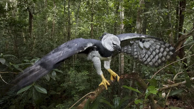 Photo 3 du film : Amazonia