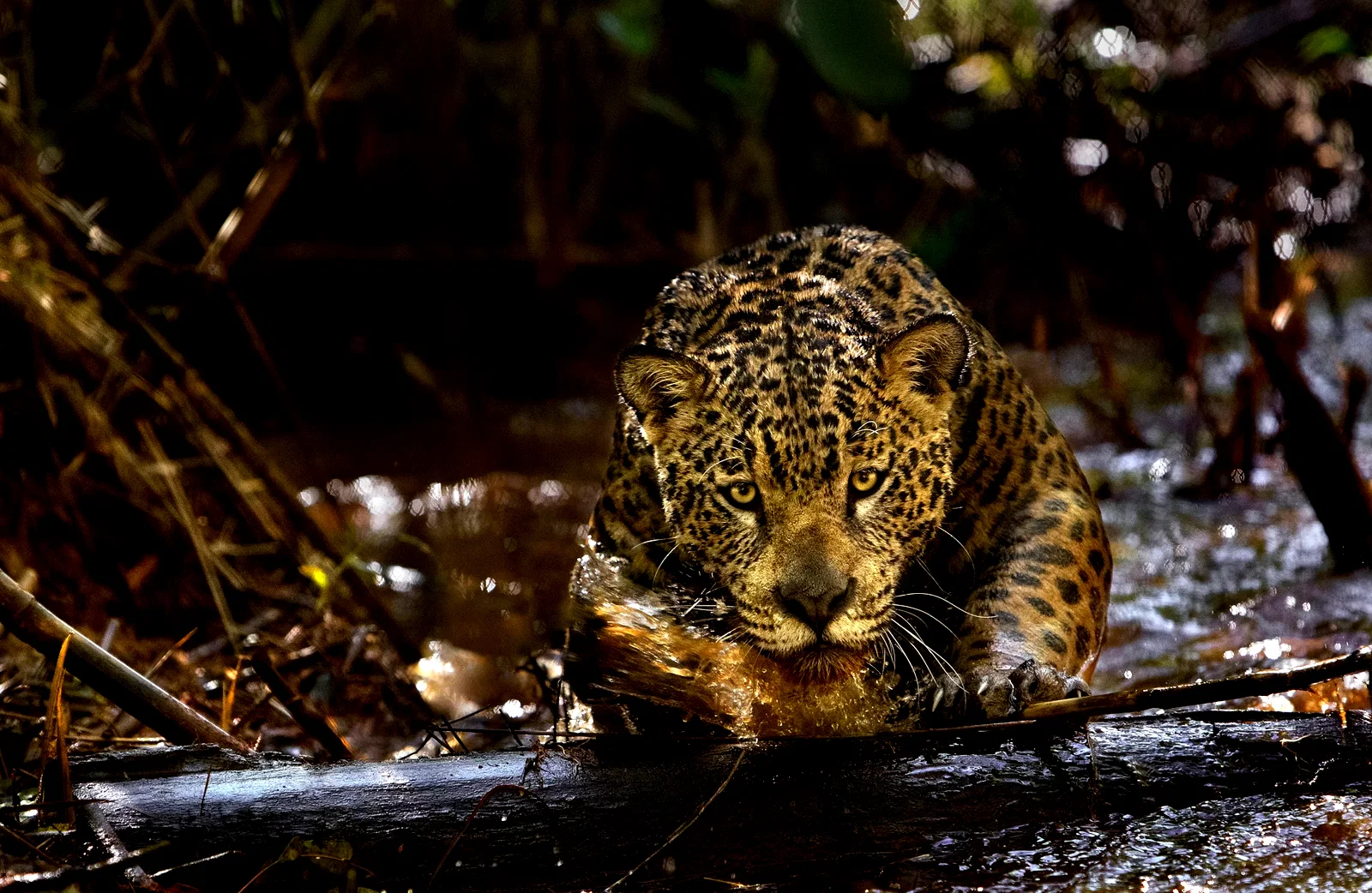 Photo 4 du film : Amazonia