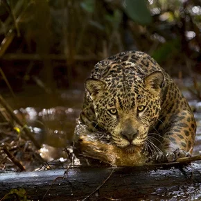 Photo du film : Amazonia