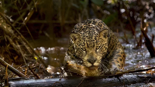 Photo 4 du film : Amazonia