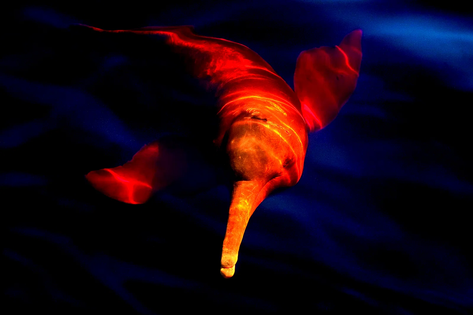 Photo 5 du film : Amazonia