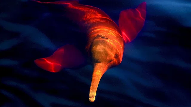 Photo 5 du film : Amazonia