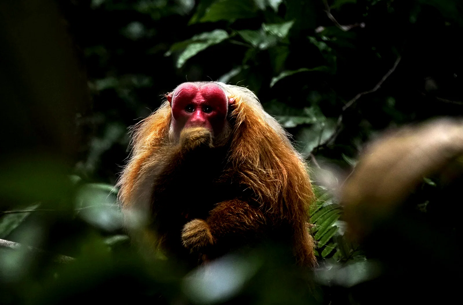 Photo 8 du film : Amazonia