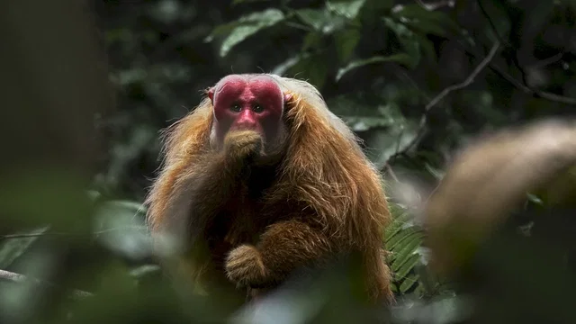 Photo 8 du film : Amazonia