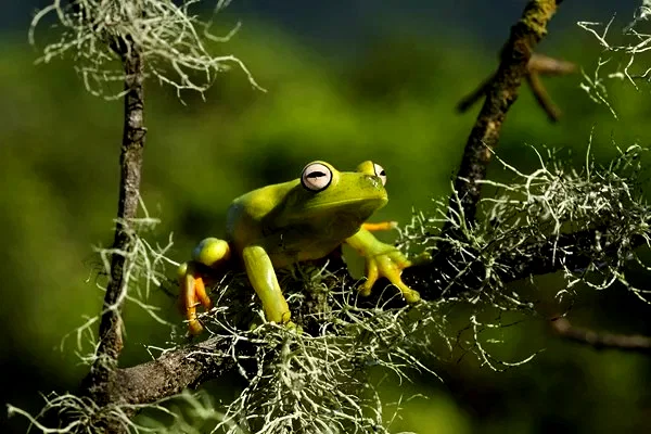 Photo 7 du film : Amazonia